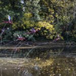 Vladimir Lalic - To Move Is To Bloom - photo by Kevin Percival - 1 -min