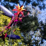 Vladimir Lalic - To Move Is To Bloom - photo by Kevin Percival - 7-min